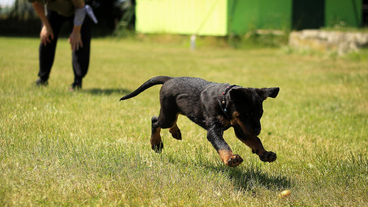 Accessories-That-Assist-You-in-Puppy-Training