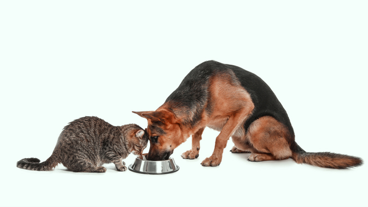 How-to-Feed-Your-Pet-Properly