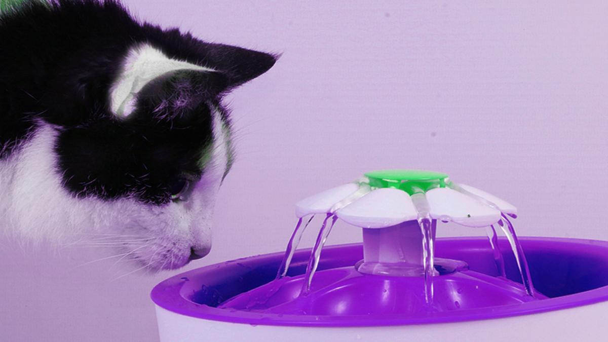 The Smoothest Way to Give Your Cat Hygienic Water