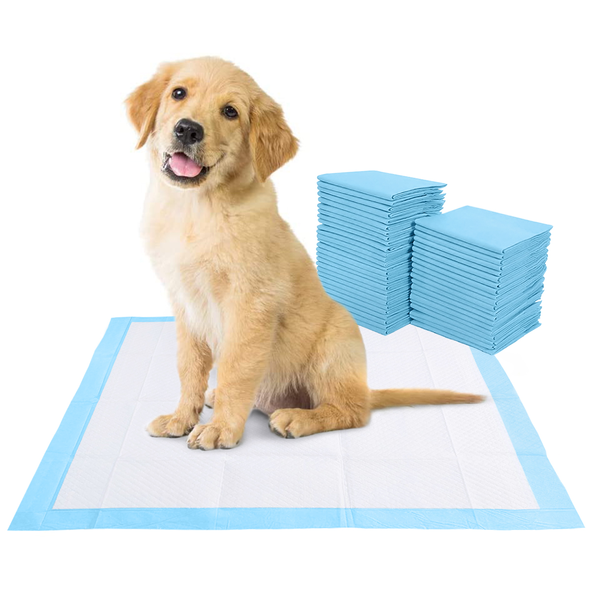 Accessories That Assist You in Puppy Training ADOV UK