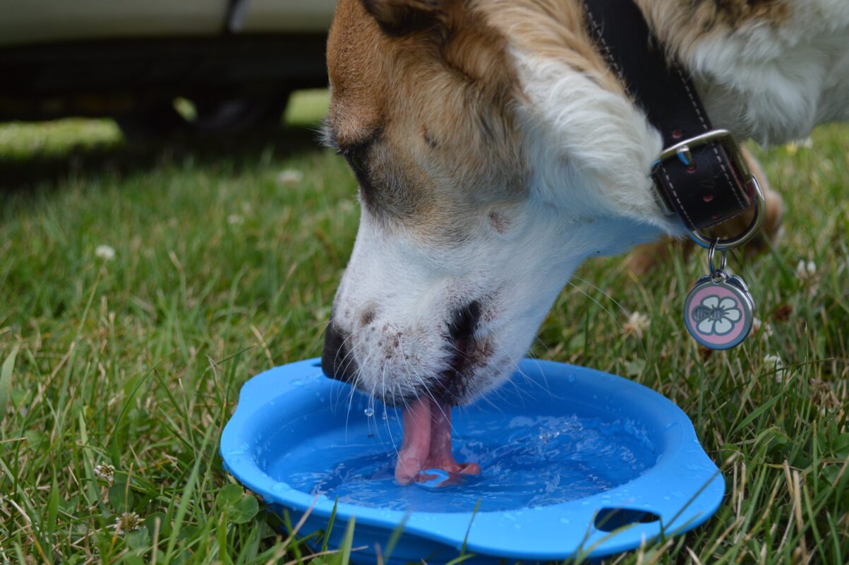 pet drinking from plastic bowl