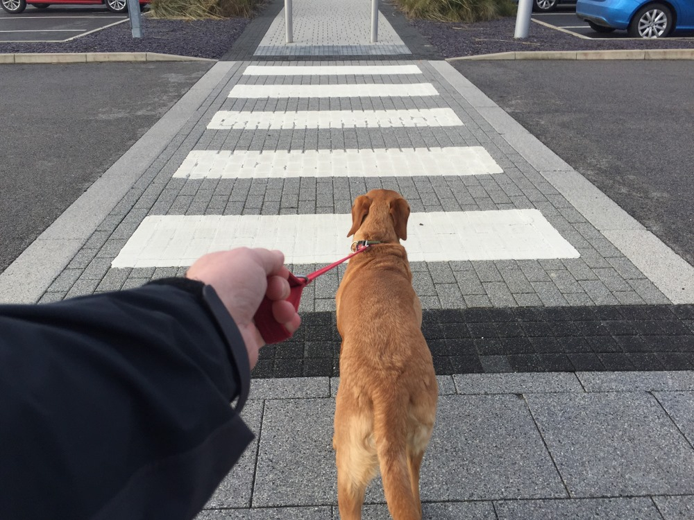 Owner holding dog on a red leash while walking on a road