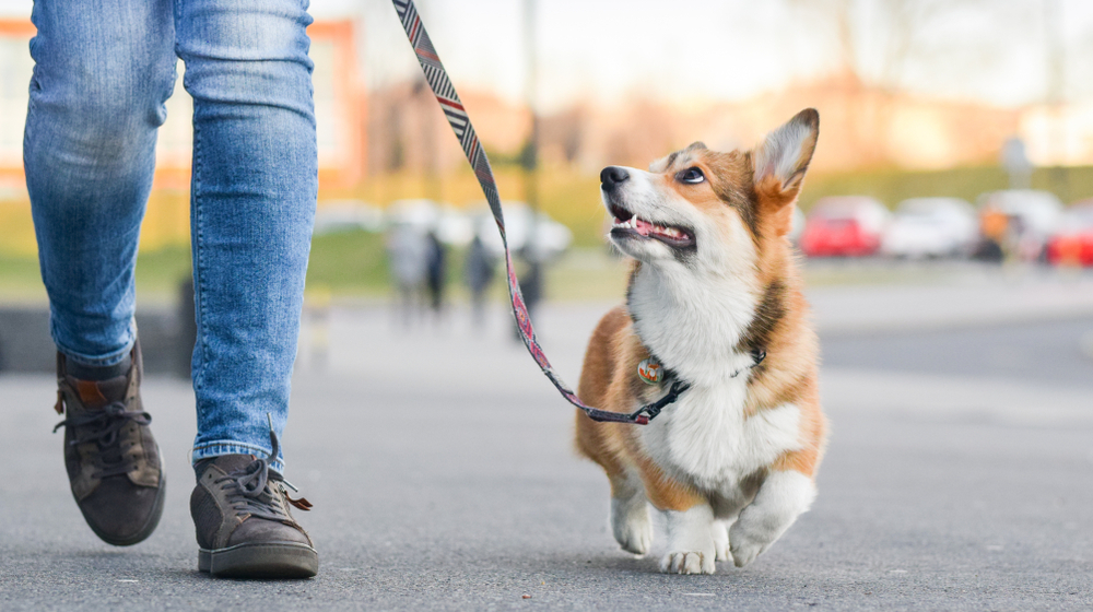 Owner holding puppy lead on walk while puppy looking at the owner