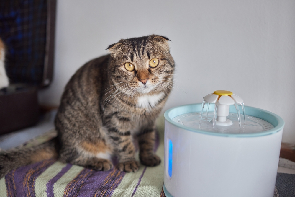 Brown Cat With a White Water Fountain