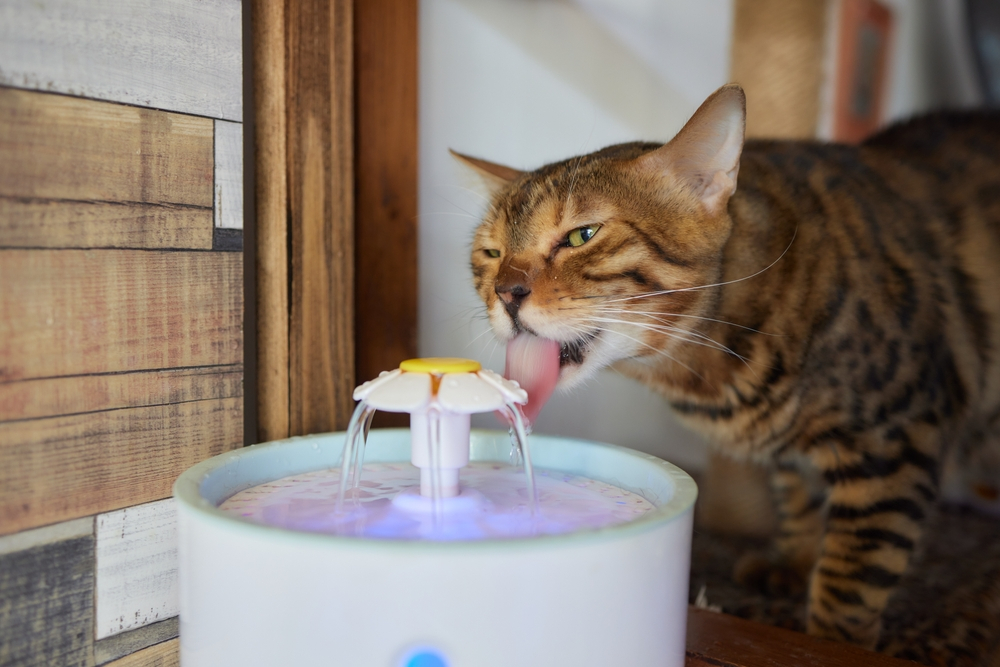 Cat enjoying Drinking Water From White Cat Water Fountain.