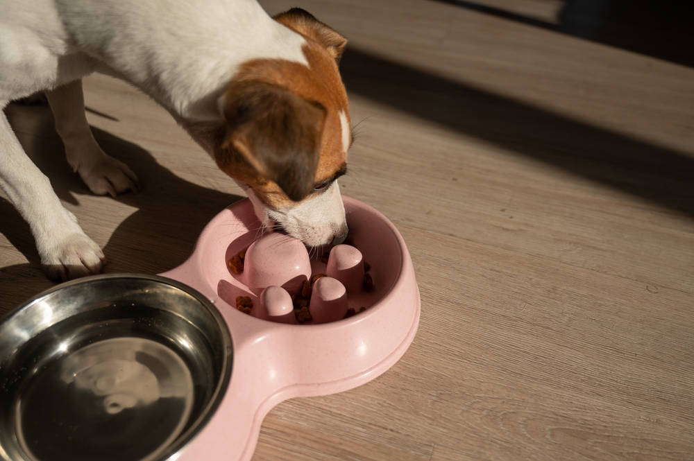 A double bowl for slow feeding and a bowl of water for the dog. Jack Russell Terrier dog eats dry food from a pink plate on a wooden floor.