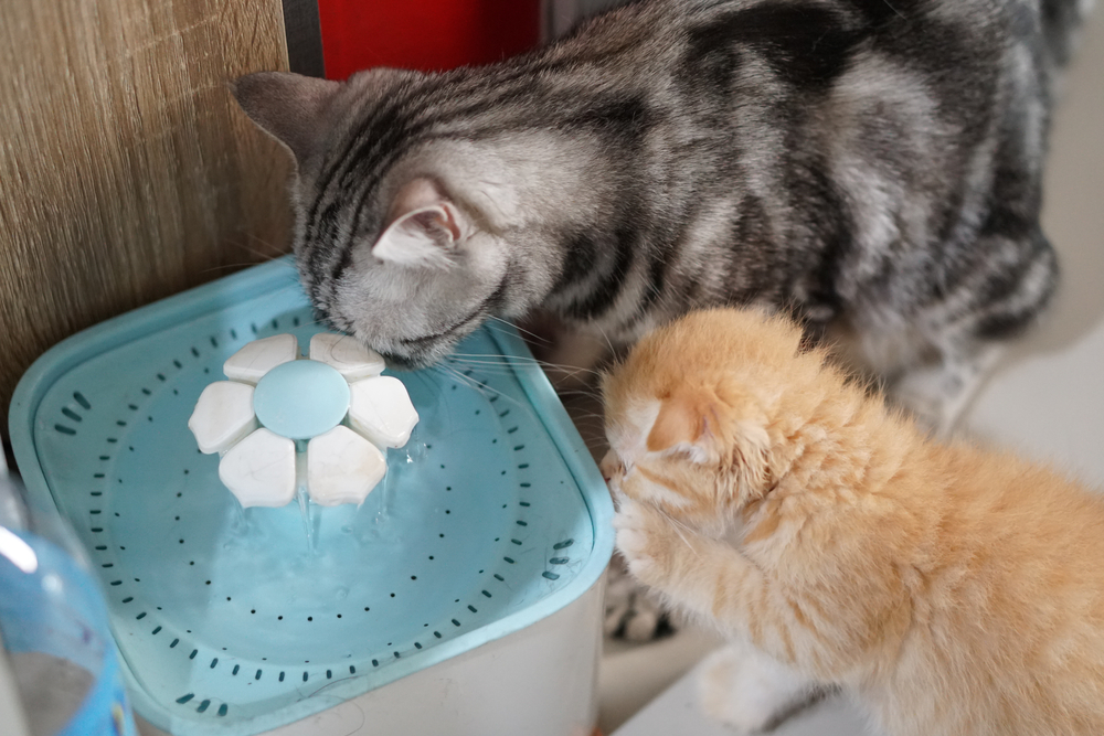 American shorthair cat is drinking water from cat fountain