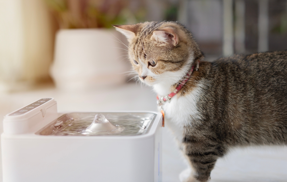  Cat with automatic water dispenser. Modern smart drinker for pet. Drinking fountain with replaceable filter, water quantity indicator, filter replacement at home.