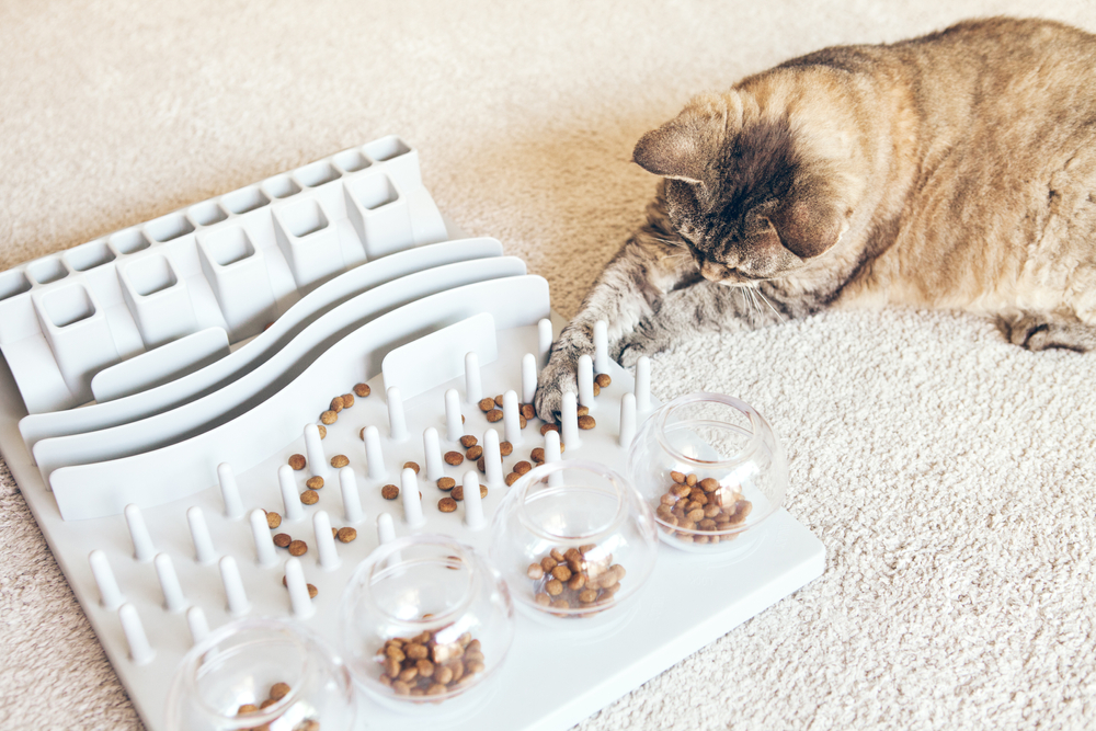 Close-up, playful cat is touching and punching food with paw. Entertaining, mental challenge game for your cat, can be used for daily feeding with dry food and snacks. Slow feeder toy.