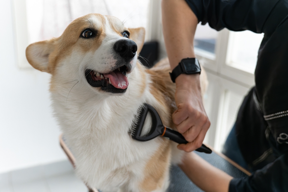 Corgi doggets hair cut at home Pet Spa Grooming Salon. Closeup of Dog. The dog is trimmed and brushed, groomer concept