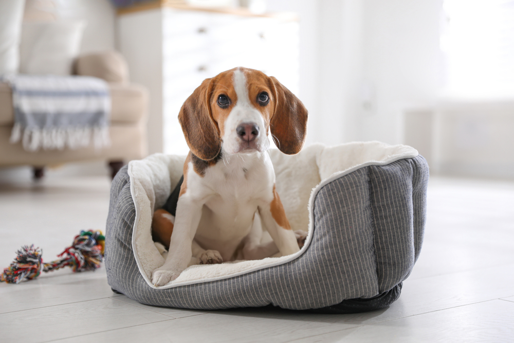 Cute Beagle puppy in dog bed at home. Adorable pet