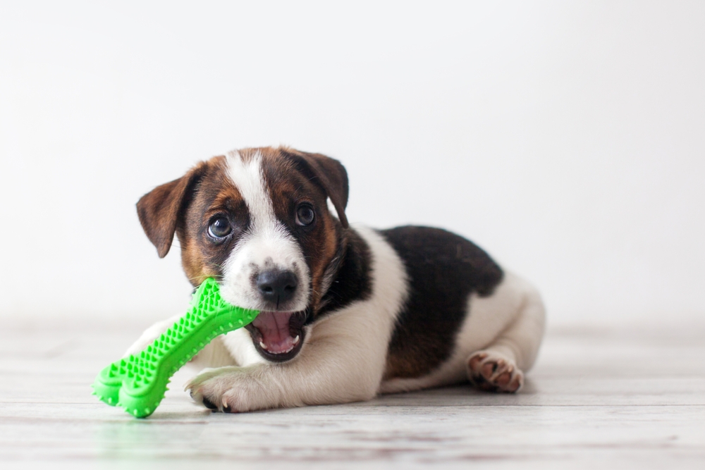 Cute little puppy lying on floor merrily biting green plastic toy. Portrait on white. Playful pets, curiosity, pet shop or veterinary clinic commercials