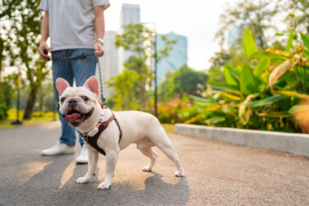 French bulldog breed walking at pets friendly dog park with his father. Domestic dog with owner enjoy urban outdoor lifestyle in the city on summer vacation. Pet Humanization and pet parents concept.