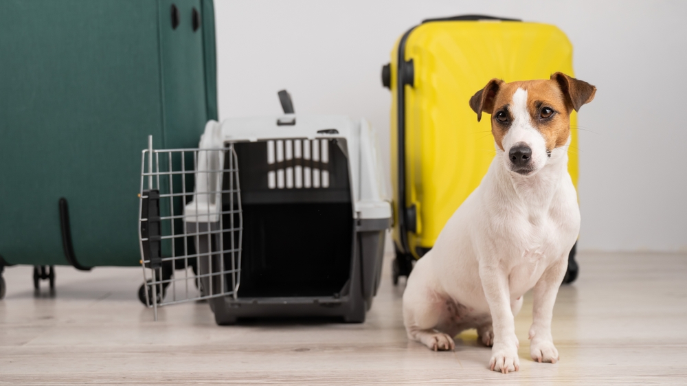 Jack russell terrier dog sits by suitcases and travel box. Ready for vacation.