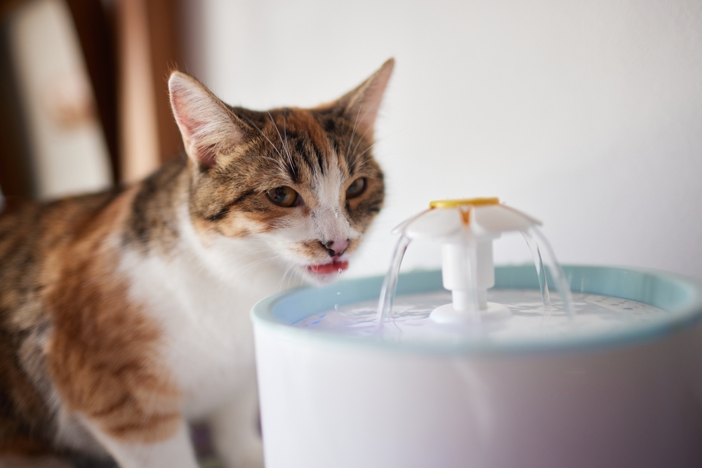 Pet water dispenser with automatic gravity refill.