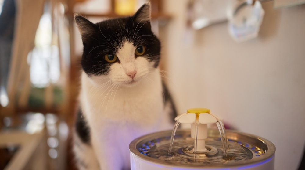 Pet water dispenser with automatic gravity refill.