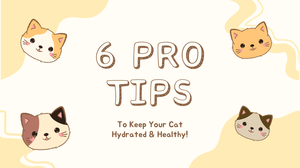 6 Pro Tips to Keep Your Cat Hydrated & Healthy!